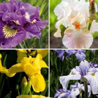 Iris, nos nouveautés de l'été à ne pas manquer !