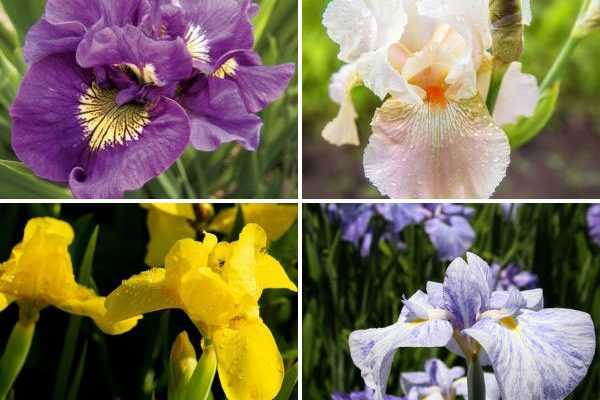 Iris, nos nouveautés de l'été à ne pas manquer !