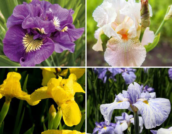 Iris, nos nouveautés de l'été à ne pas manquer !