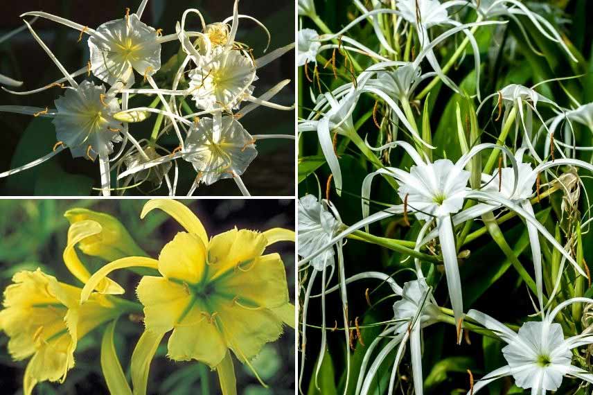 Cultiver Ismène Hymenocallis en pot