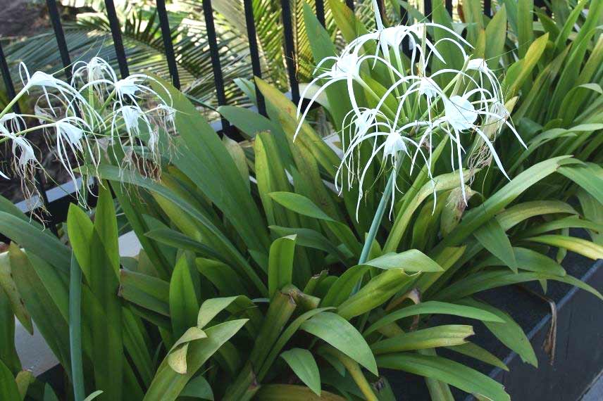 Cultiver Ismène Hymenocallis en pot