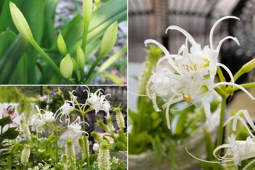 Cultiver Ismène Hymenocallis en pot