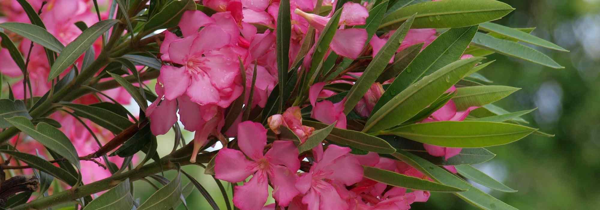 Laurier rose : 10 erreurs à ne pas faire pour une belle floraison