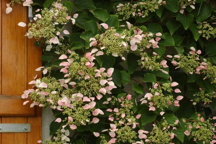 la floraison du Schizophragma ‘Roseum'