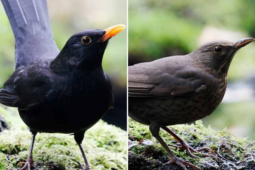 Merle noir, turdus merula, auxilliaire jardin, oiseau auxilliaire