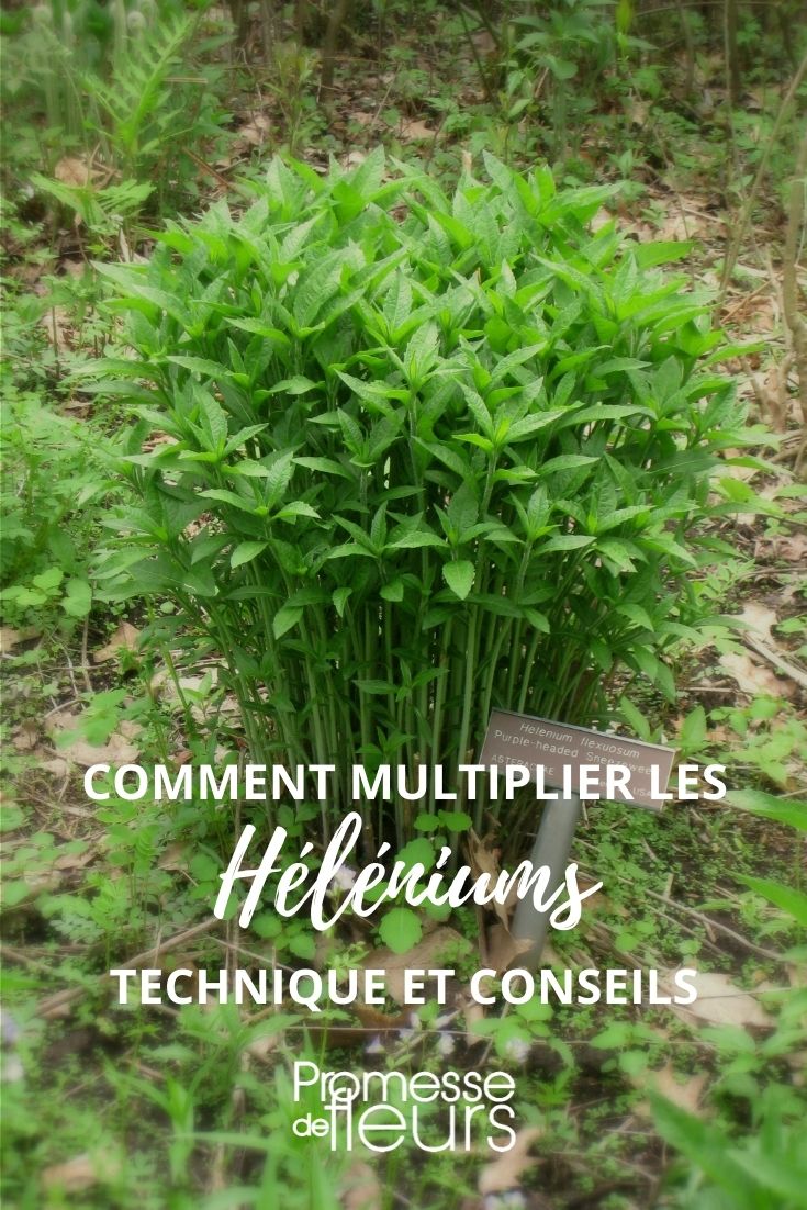 multiplier helenium