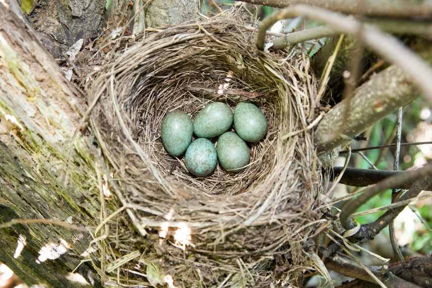 Merle noir, turdus merula, auxilliaire jardin, oiseau auxiliaire