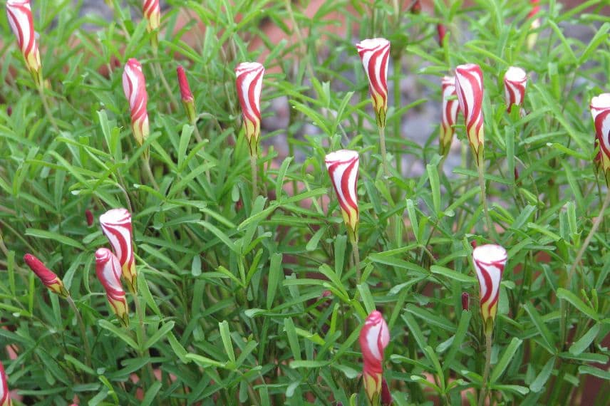 oxalis versicolor