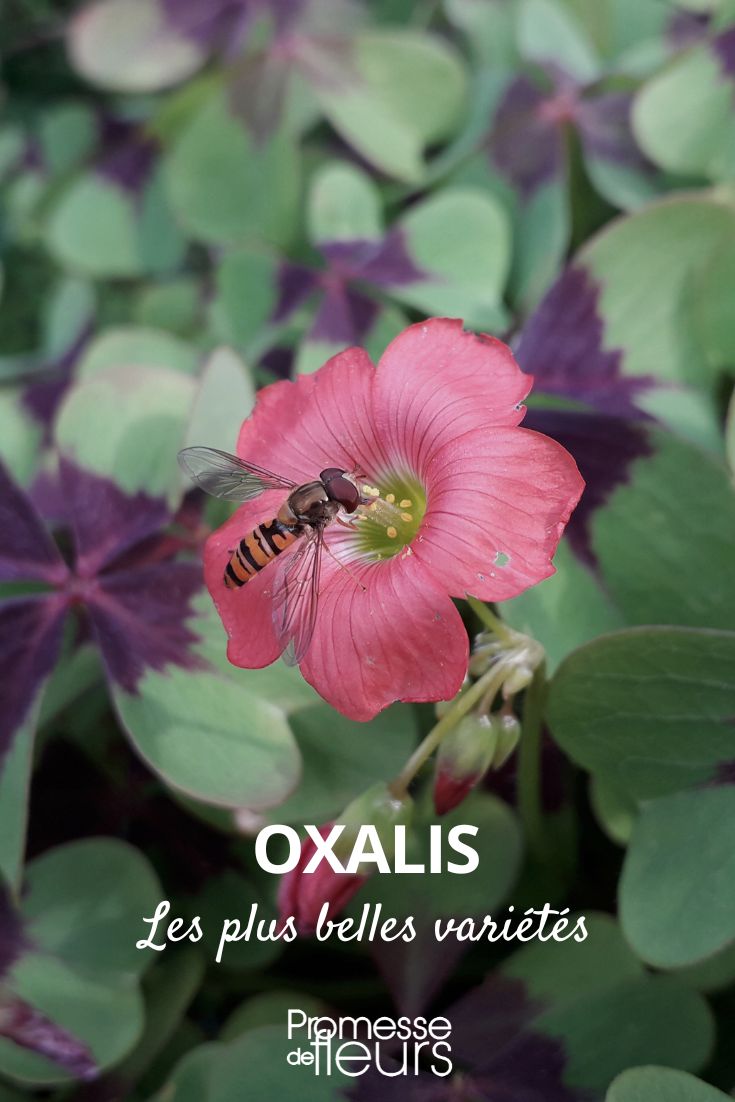 oxalis les plus belles varietes