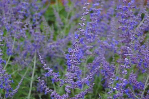 Le Perovskia 'Blue Spire' : incontournable en jardin sec !