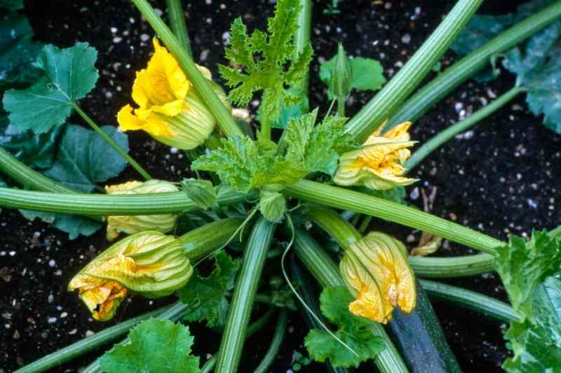 Comment polliniser manuellement des fleurs de courgettes, polliniser à la main fleur courgette