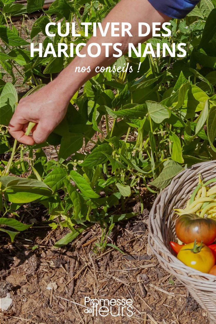 potager culture des haricots nains