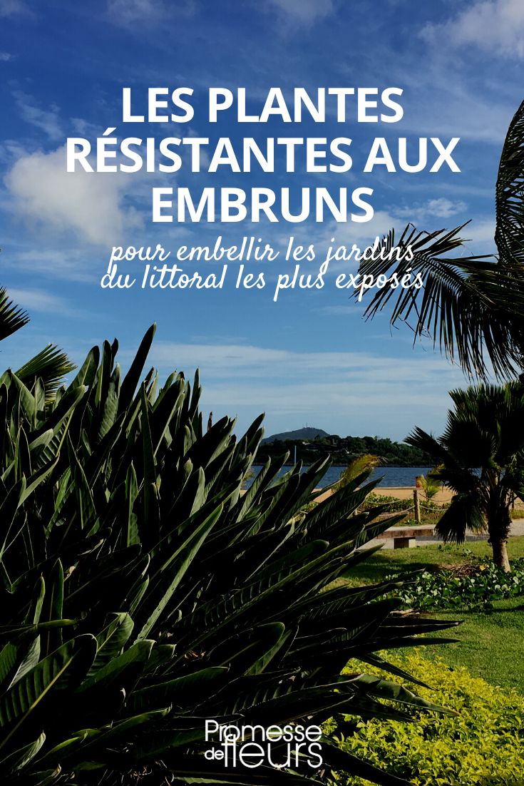 plantes résistantes aux embruns