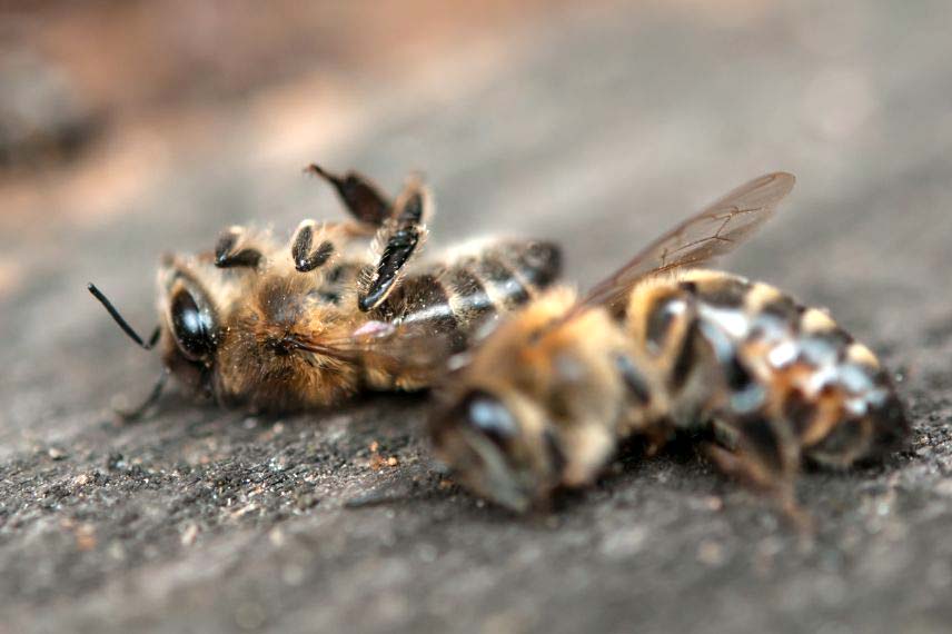 Le déclin des insectes pollinisateurs