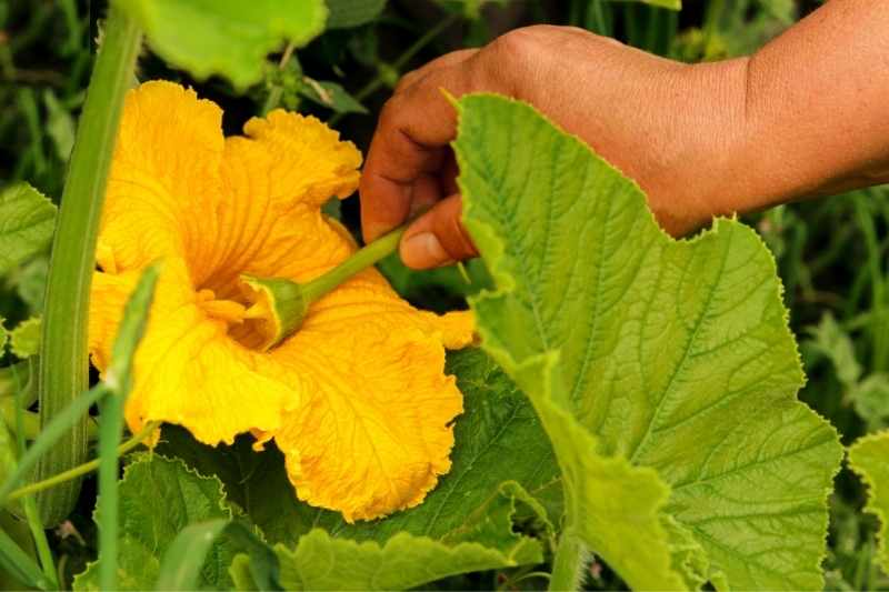 Comment polliniser manuellement des fleurs de courgettes, polliniser à la main fleur courgette