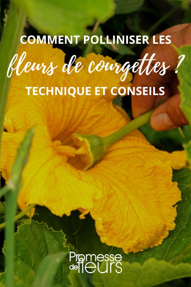 technique et conseils pour polliniser manuellement des fleurs de courgette