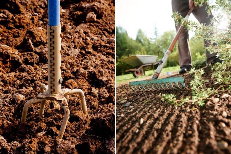 faire des semis de sauge en pleine terre