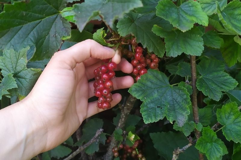 sirop de groseille du jardin