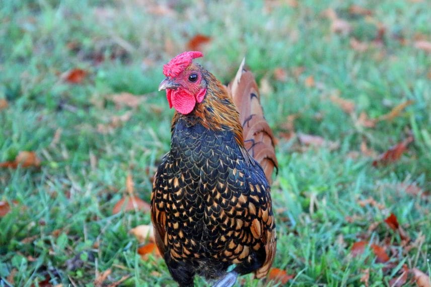 coq sebright