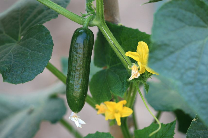 Taille légumes d'été 