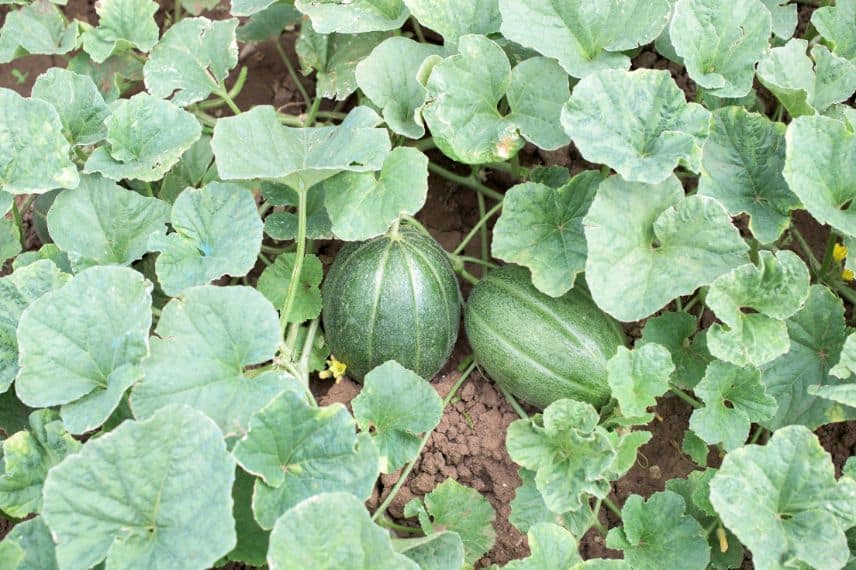 Taille légumes d'été 