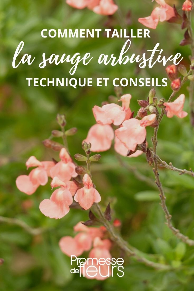 taille sauge arbustive - salvia