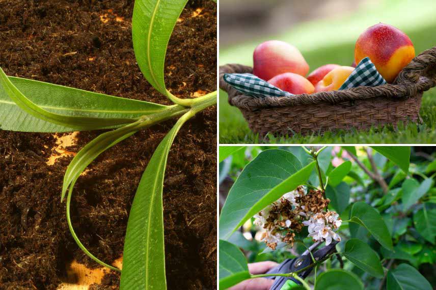 Que faire au jardin en août