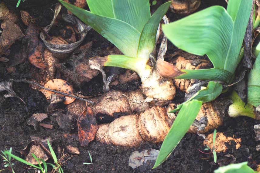 Que faire au jardin en août