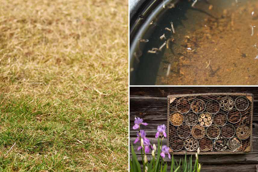 Que faire au jardin en août