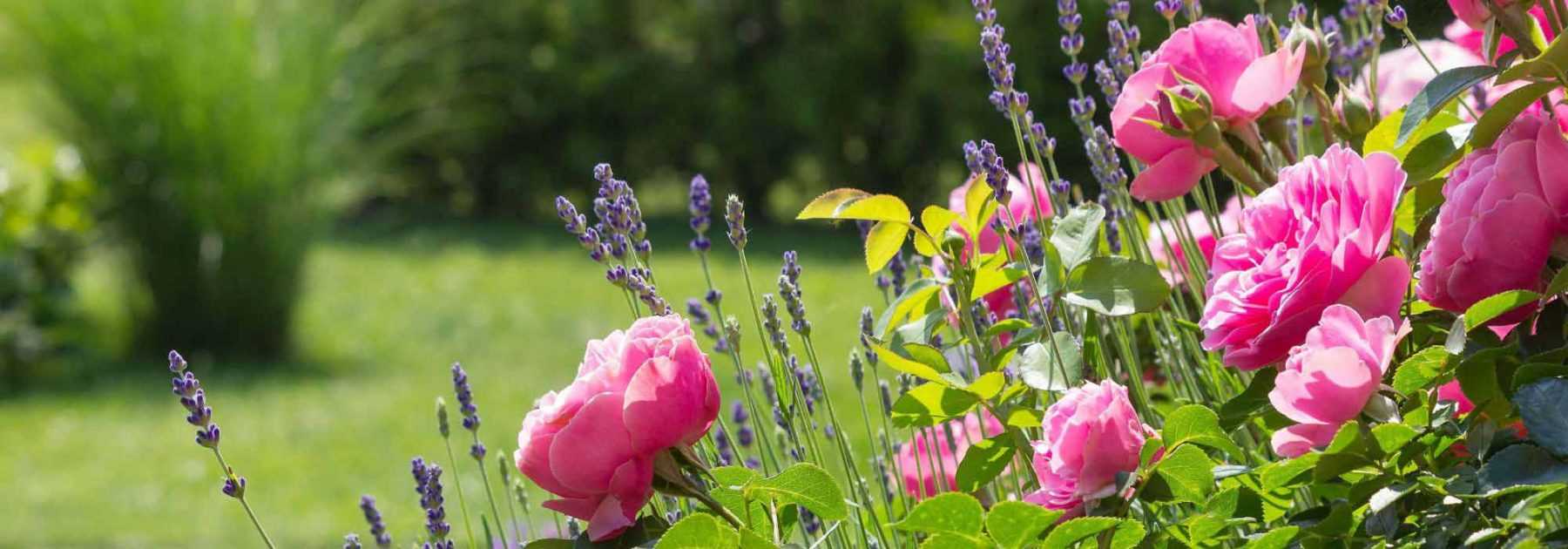 Que faire au jardin en août ?