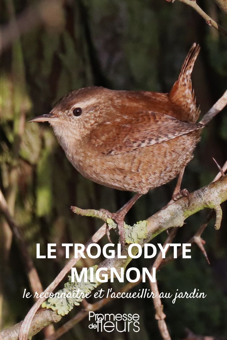 troglodyte mignon