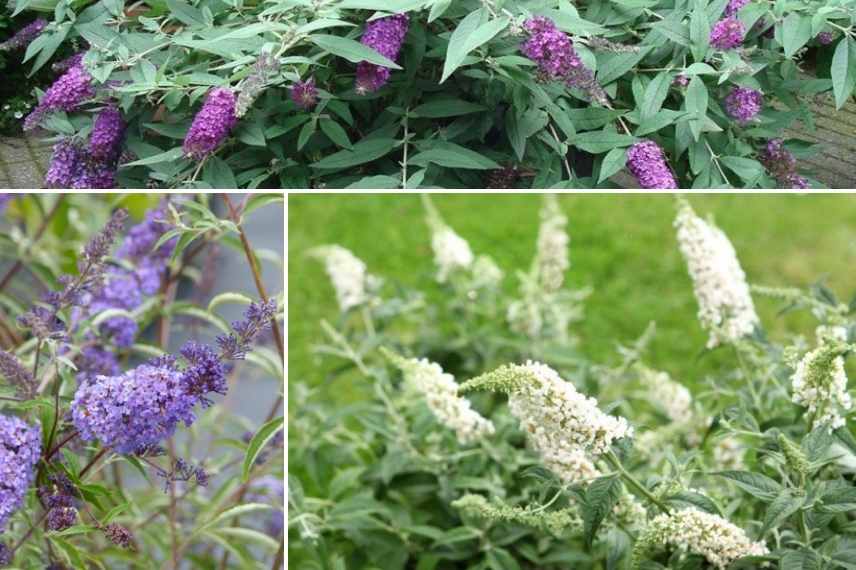 buddeia buddleja arbre a papillons nain compact pour terrasse balcon