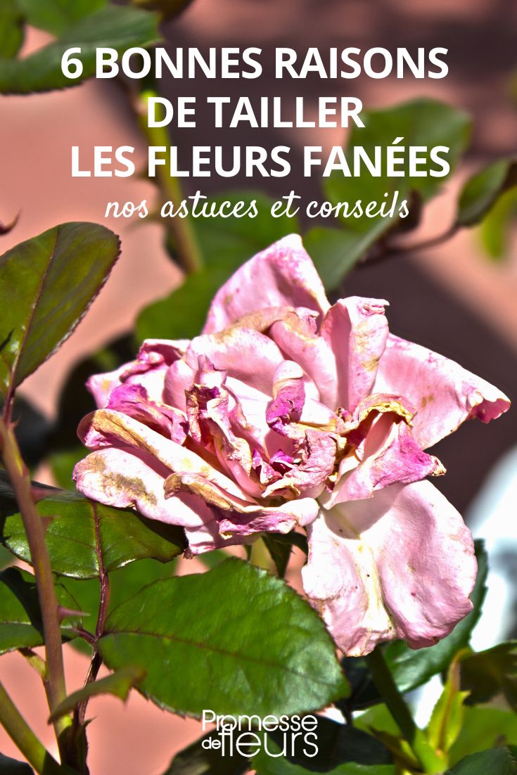 6 bonnes raisons de tailler les fleurs fanées - Promesse de Fleurs