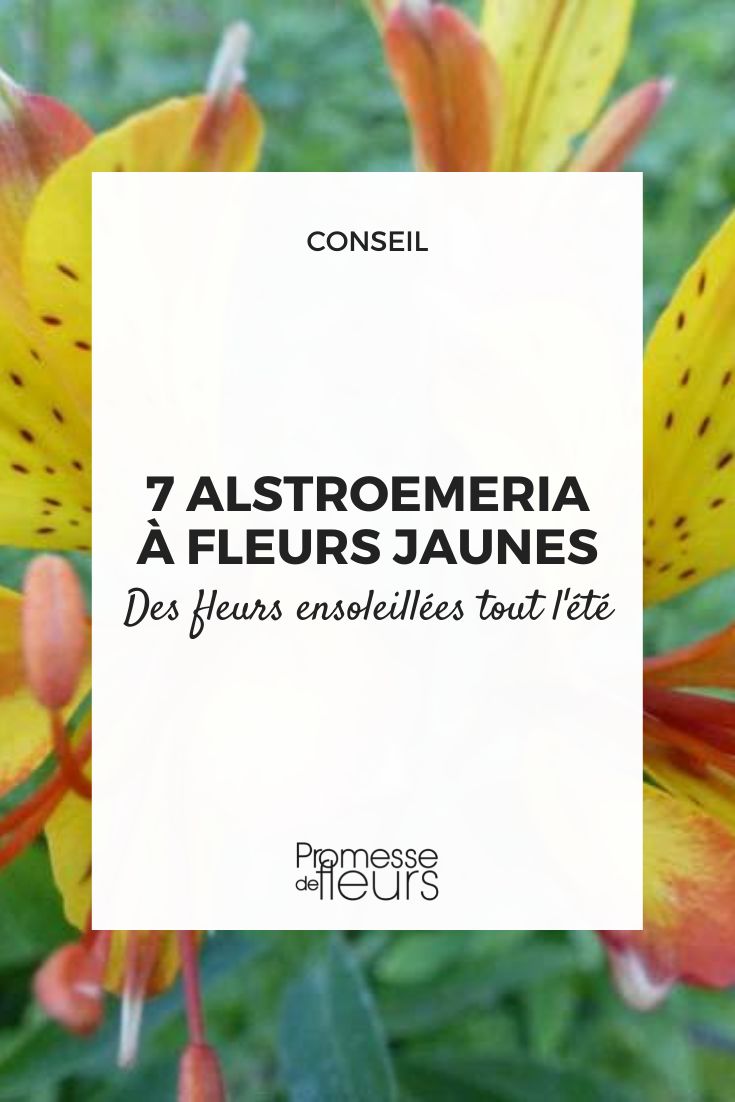 7 alstroemeria a fleurs jaunes