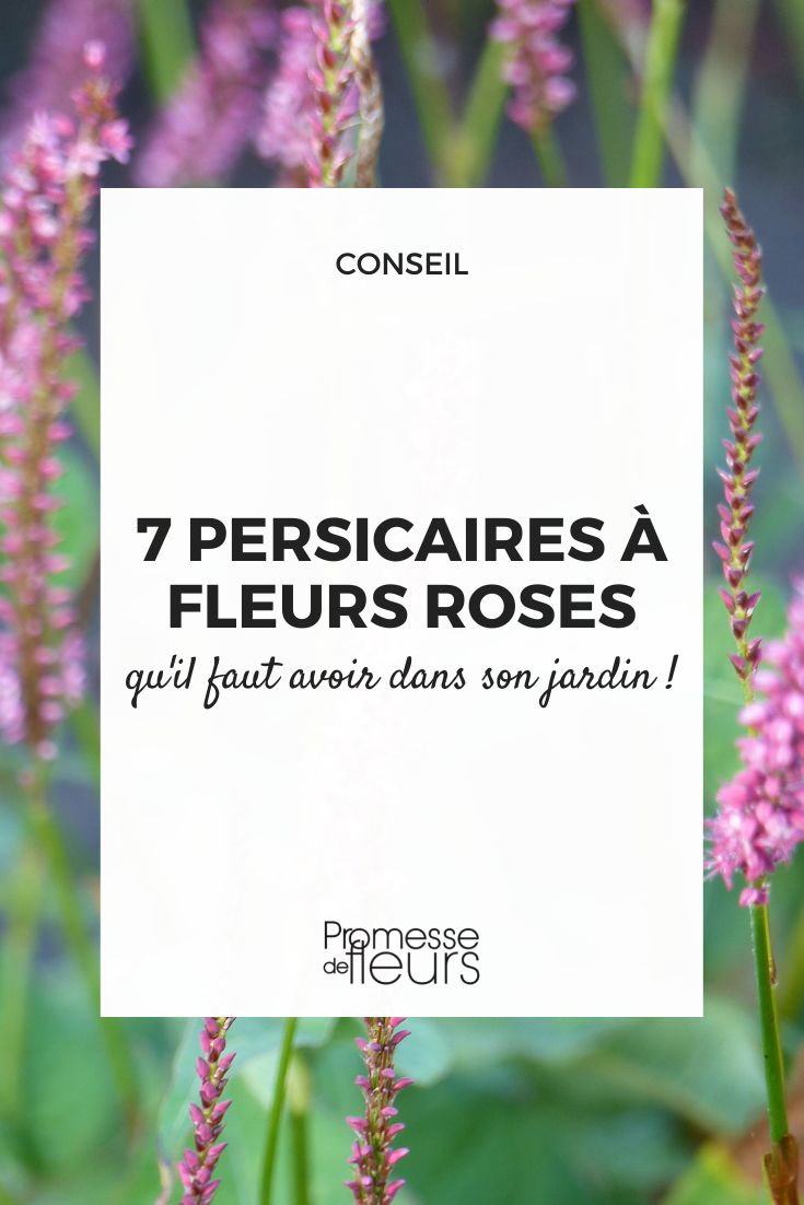 7 persicaires fleurs roses