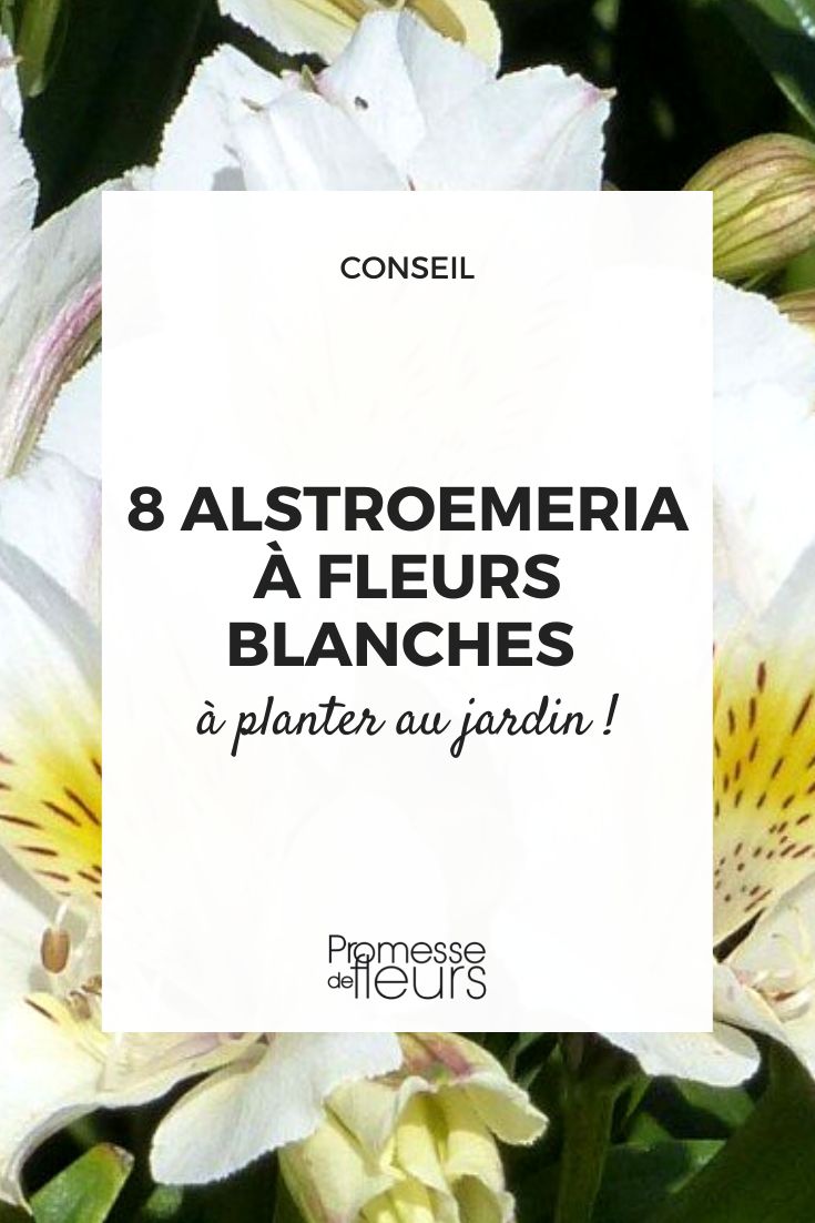 8 Alstroemeria à fleurs blanches - Promesse de Fleurs