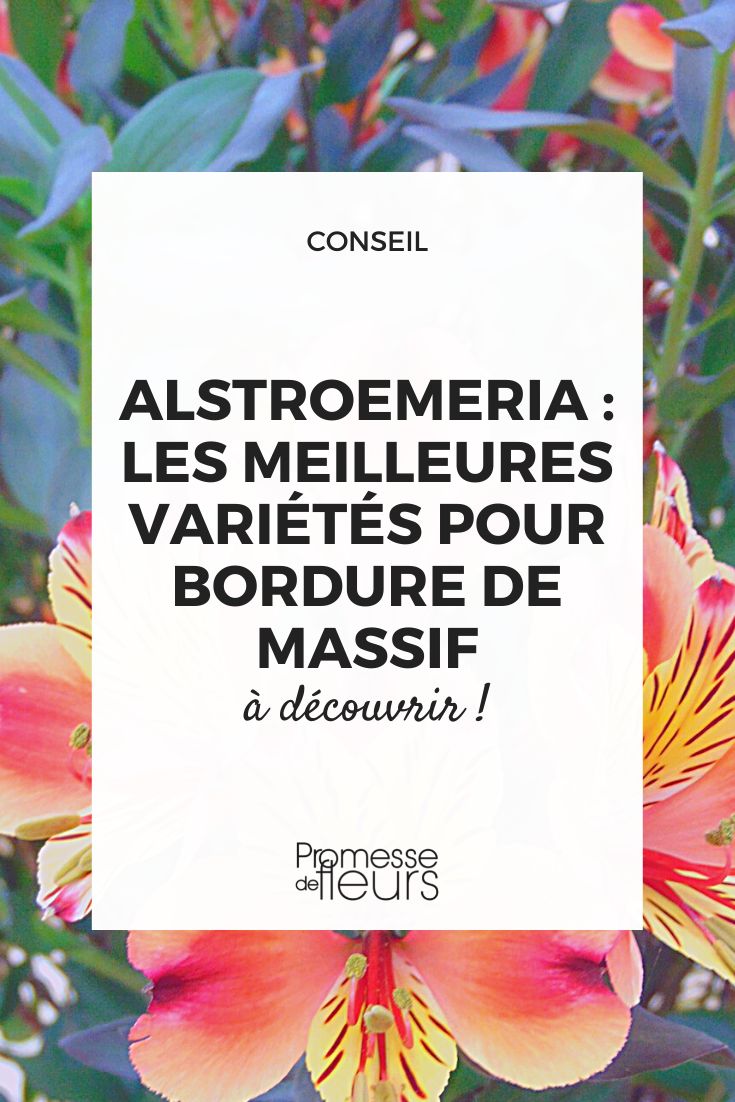 Alstroemeria : les meilleures variétés pour bordure de massif