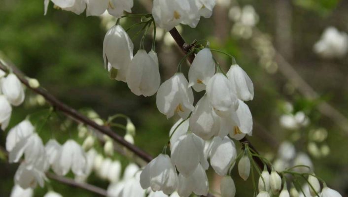 Les arbres et arbustes méconnus