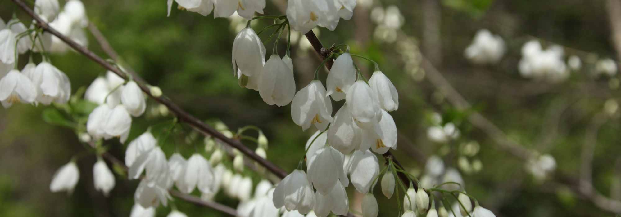 Les arbres et arbustes méconnus