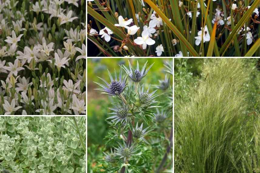 association triteleia brodiea brodiaea massif jardin