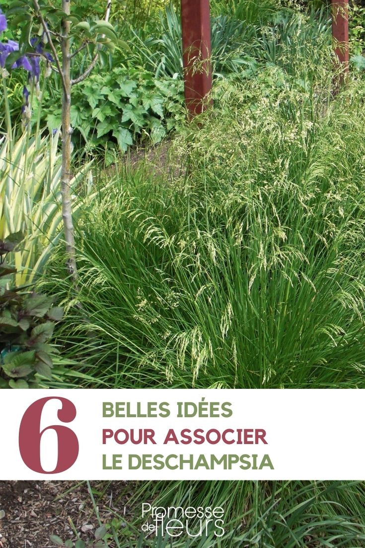 association Deschampsia au jardin