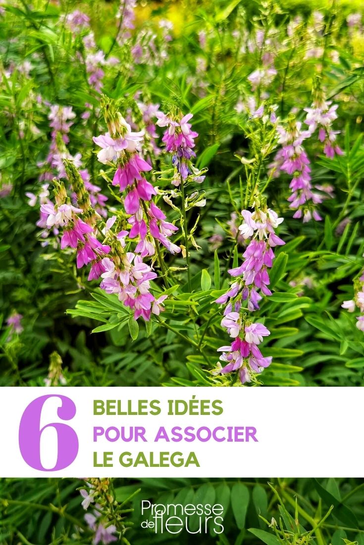 associations galega au jardin