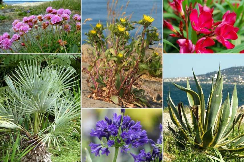 Associer le Grindelia : dans un jardin de bord de mer