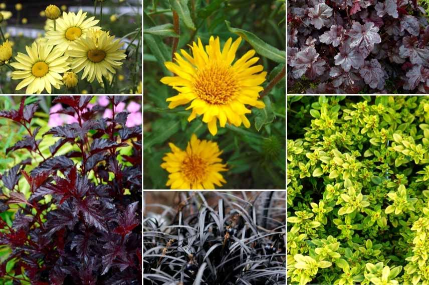 Associer le Grindelia : massif jaune et pourpre