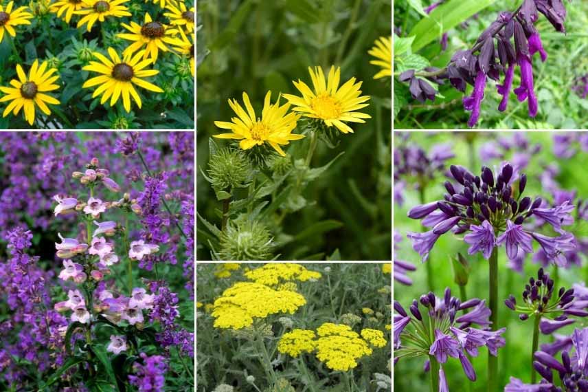 Associer le Grindelia : massif violet et jaune