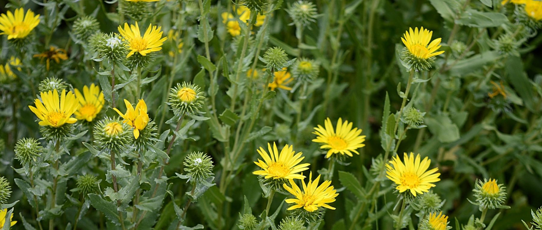 Associer le Grindelia