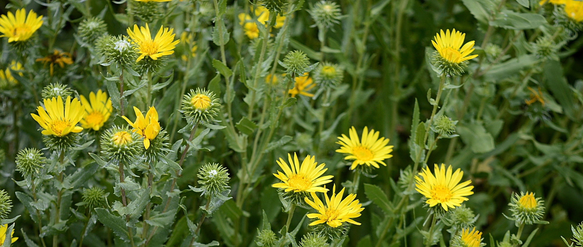 Associer le Grindelia