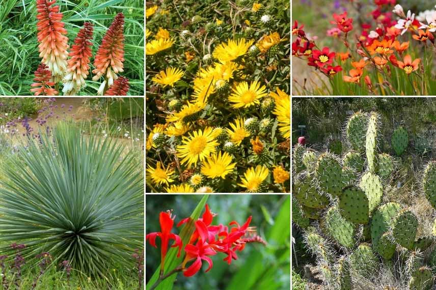 Associer le Grindelia : dans un jardin aride exotique