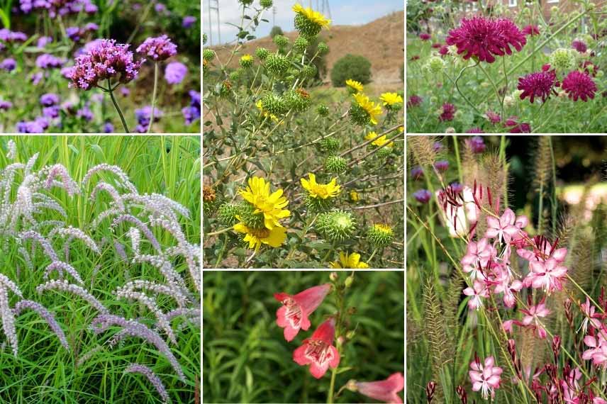 Associer le Grindelia : dans un jardin naturaliste