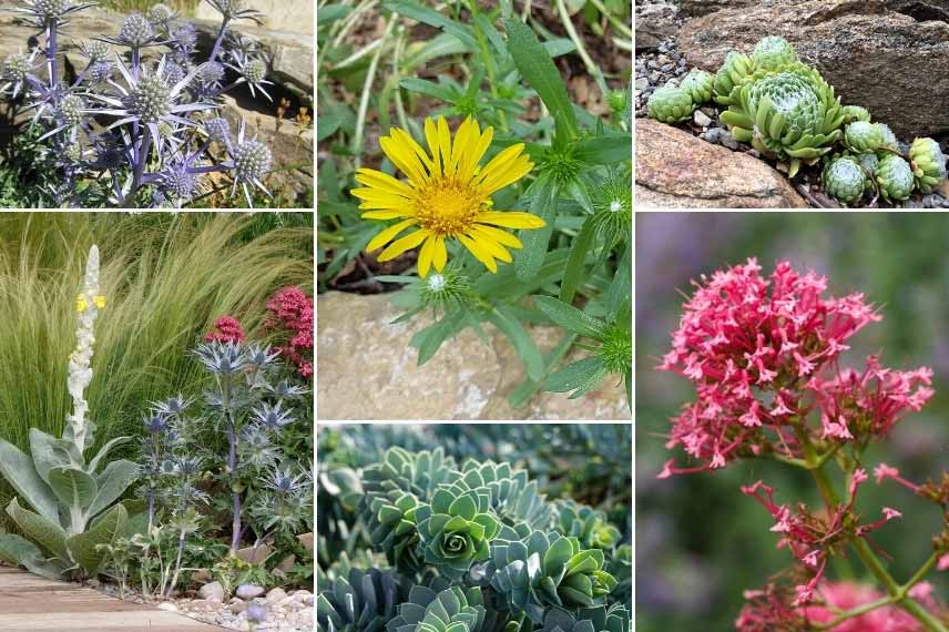 Associer le Grindelia : dans une rocaille ensoleillée